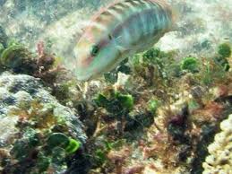 Attēlu rezultāti vaicājumam “Lycogala asperum macro”