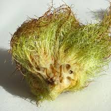 Attēlu rezultāti vaicājumam “Diplolepis rosae”