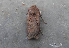 Attēlu rezultāti vaicājumam “Euxoa nigricans”