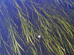 Attēlu rezultāti vaicājumam “Arcyria helvetica stalked”