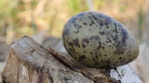 Attēlu rezultāti vaicājumam “Larus ridibundus eggs”