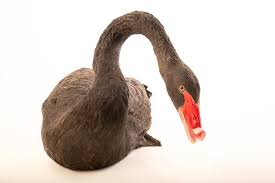 Attēlu rezultāti vaicājumam “Cygnus atratus”