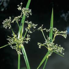 Attēlu rezultāti vaicājumam “Scirpus sylvaticus flower”