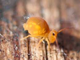 Attēlu rezultāti vaicājumam “Symphypleona”