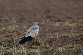 Attēlu rezultāti vaicājumam “Circus pygargus”