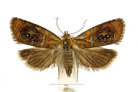 Attēlu rezultāti vaicājumam “Olethreutes arcuella”