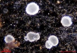 Attēlu rezultāti vaicājumam “Hyaloscypha hyalina”