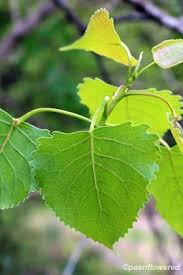 Attēlu rezultāti vaicājumam “Populus x petrowskyana leaf”