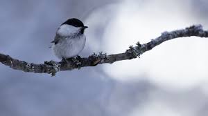 Attēlu rezultāti vaicājumam “Poecile montanus”