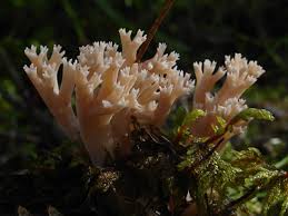 Attēlu rezultāti vaicājumam “Ramaria formosa”