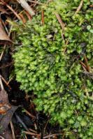 Attēlu rezultāti vaicājumam “Fissidens osmundoides”