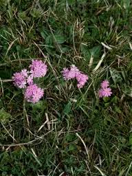 Attēlu rezultāti vaicājumam “Primula farinosa leaf”