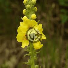 Attēlu rezultāti vaicājumam “Verbascum densiflorum leaf”