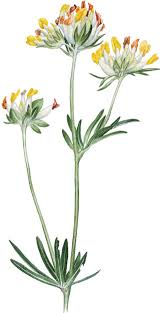 Attēlu rezultāti vaicājumam “Anthyllis arenaria”