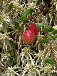 Attēlu rezultāti vaicājumam “Oxycoccus leaf”