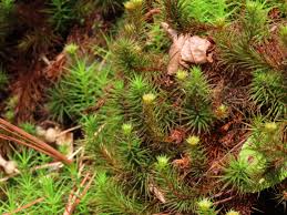Attēlu rezultāti vaicājumam “Polytrichum juniperinum sporophyte”