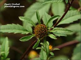 Attēlu rezultāti vaicājumam “Bidens frondosa”