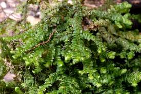 Attēlu rezultāti vaicājumam “Porella platyphylla macro”