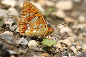 Attēlu rezultāti vaicājumam “Argynnis aglaja underside”