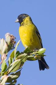 Attēlu rezultāti vaicājumam “Carduelis spinus male”