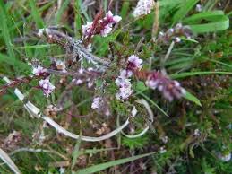 Attēlu rezultāti vaicājumam “Cuscuta epithymum subsp. trifolii flower”