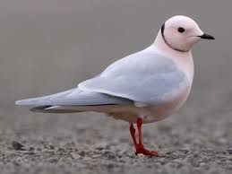 Attēlu rezultāti vaicājumam “Larus minutus adult”
