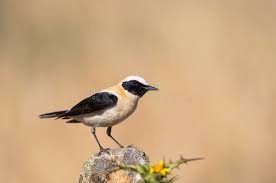 Image result for Oenanthe hispanica