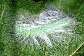 Attēlu rezultāti vaicājumam “Acronicta leporina”