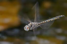 Attēlu rezultāti vaicājumam “Cordulidae”