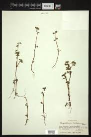 Attēlu rezultāti vaicājumam “Chrysosplenium alternifolium bud”