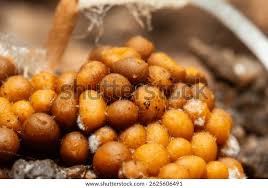 Attēlu rezultāti vaicājumam “Trichia varia”