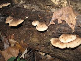 Attēlu rezultāti vaicājumam “Lentinellus ursinus”