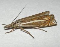 Attēlu rezultāti vaicājumam “Crambus lathoniellus”
