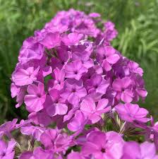 Attēlu rezultāti vaicājumam “Carex pilosa flower”