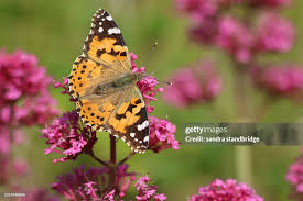Attēlu rezultāti vaicājumam “Vanessa cardui”