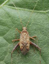 Attēlu rezultāti vaicājumam “Phytocoris varipes”