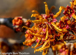 Attēlu rezultāti vaicājumam “Hamamelis vernalis flower”