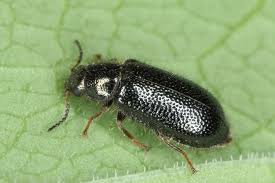 Attēlu rezultāti vaicājumam “Dasytidae”