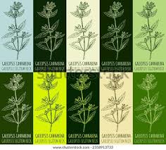 Image result for Galeopsis segetum