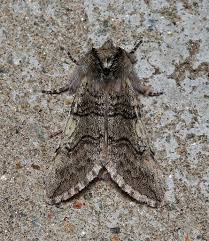 Attēlu rezultāti vaicājumam “Achlya flavicornis”