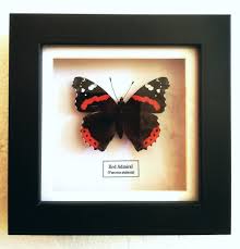 Attēlu rezultāti vaicājumam “Vanessa atalanta underside”