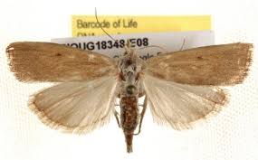 Attēlu rezultāti vaicājumam “Calamotropha paludella”