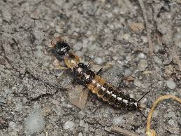 Attēlu rezultāti vaicājumam “Notiophilus palustris”