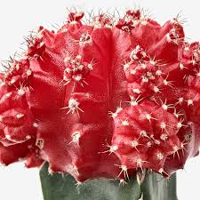 Image result for Gymnocalycium