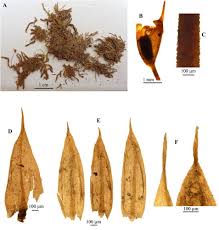 Attēlu rezultāti vaicājumam “Sciuro-hypnum populeum sporophyte”