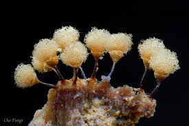 Attēlu rezultāti vaicājumam “Hemitrichia lutescens”