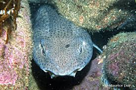 Image result for Scyliorhinus canicula