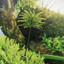 Attēlu rezultāti vaicājumam “Climacium dendroides sporophyte”