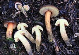 Attēlu rezultāti vaicājumam “Boletales”