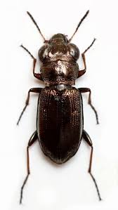 Attēlu rezultāti vaicājumam “Notiophilus germinyi”